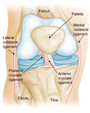 Anatomia normale del ginocchio, vista frontale