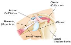 Anatomia normale della spalla