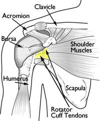 Anatomia normale della spalla.