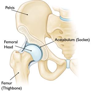 Anatomia normale dell’anca.