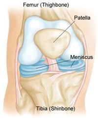 Anatomia normale del ginocchio